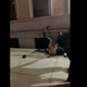 Image for article titled NYPD Under Fire for Not Arresting Alt-Right Group Seen Violently Beating Up Protesters